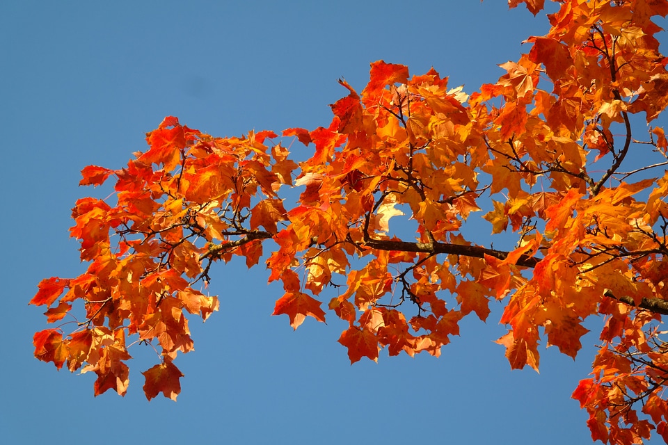 Fall color branch maple photo