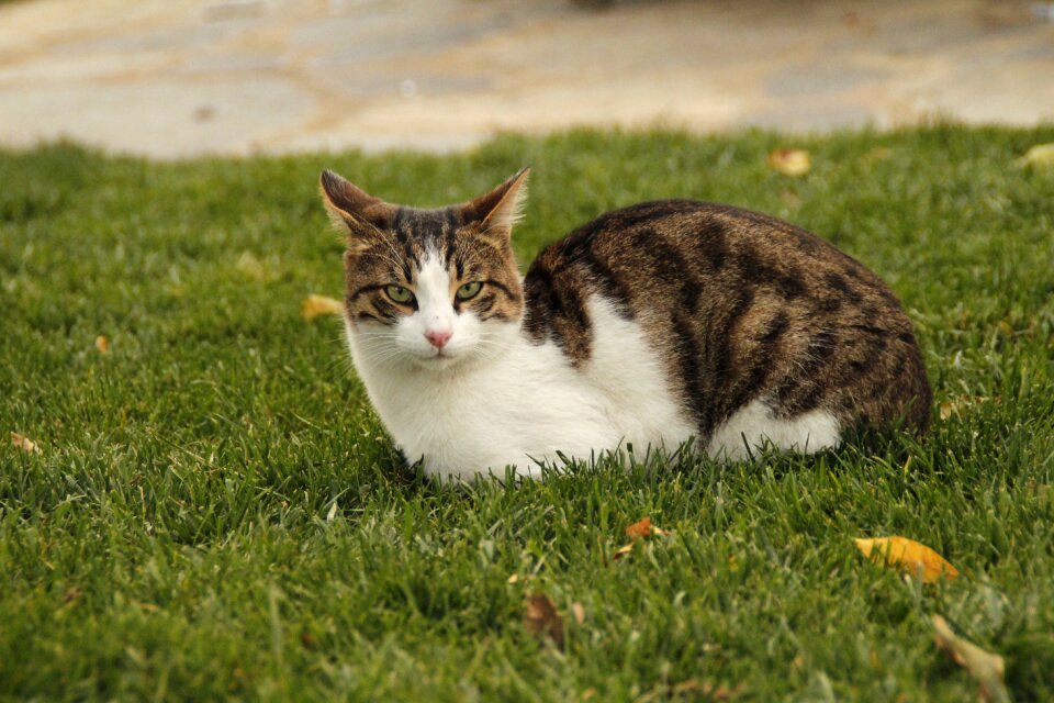 Kitty expectant the homeless