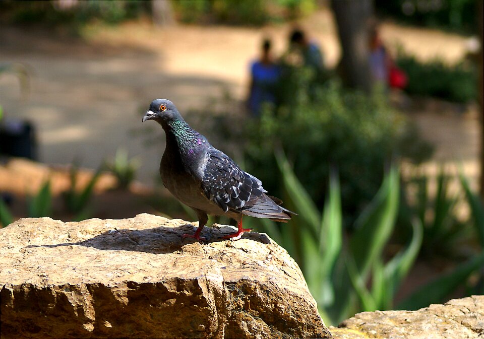 Nature rock pigeons carrier pigeon