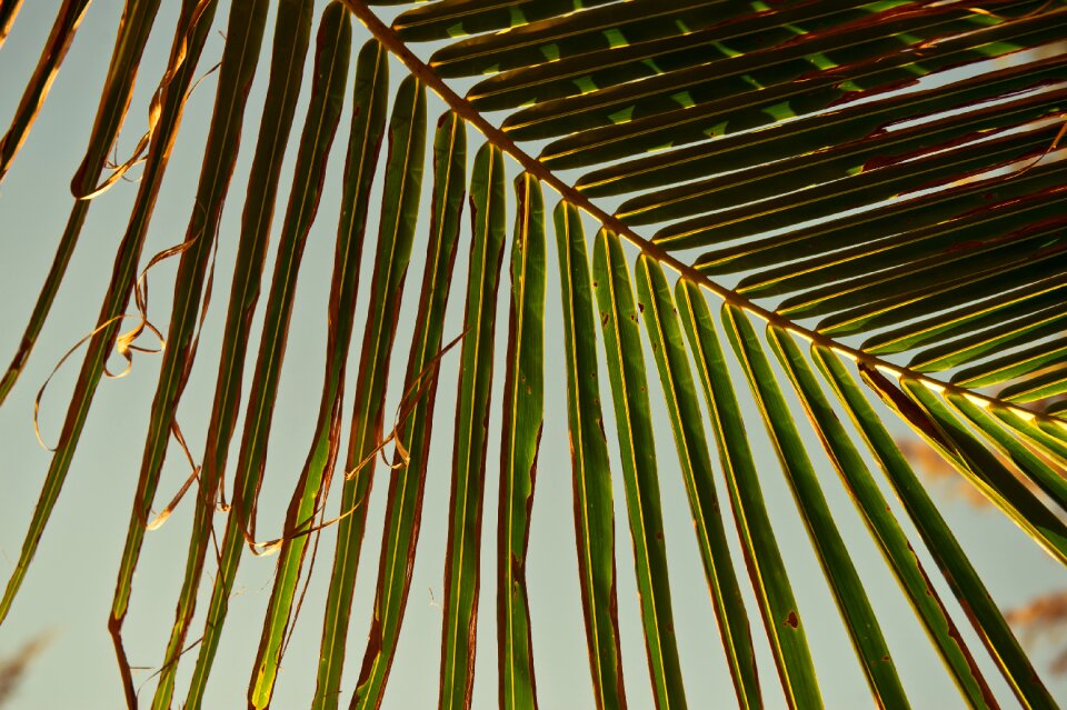 The leaves palm tree nature