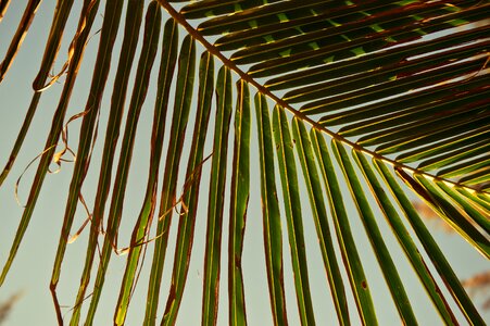 The leaves palm tree nature