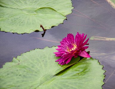 Pond aquatic plant red