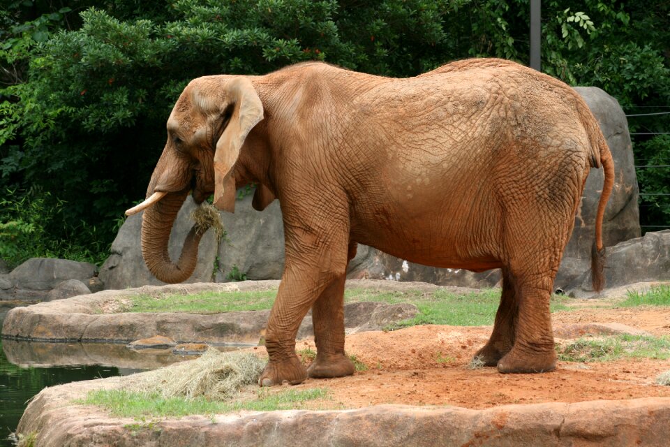 Safari animal mammal