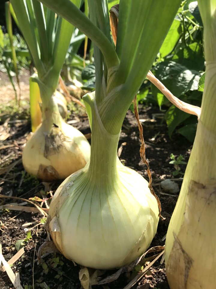 Green diet organic