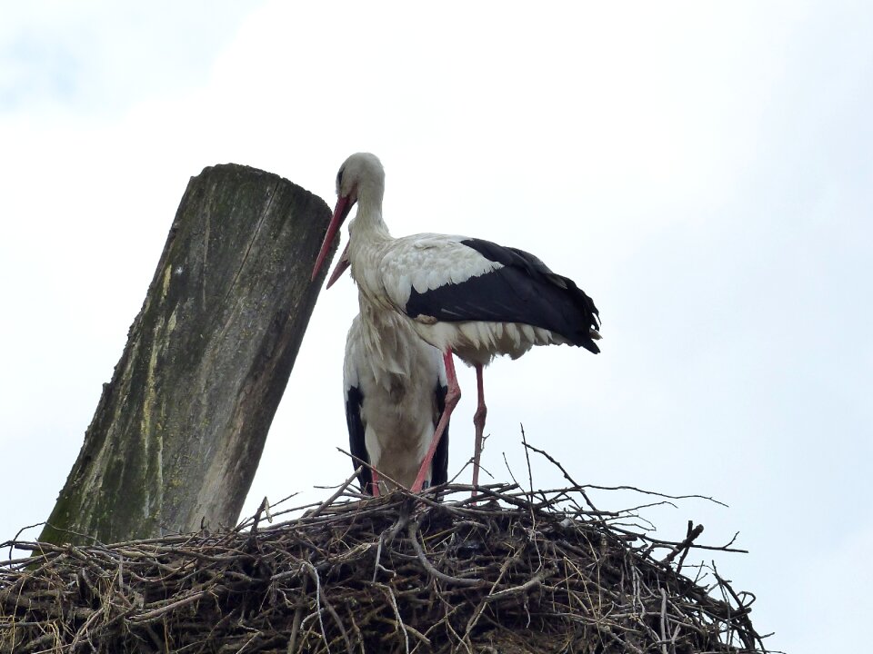 Animals rattle stork birds