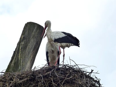 Animals rattle stork birds