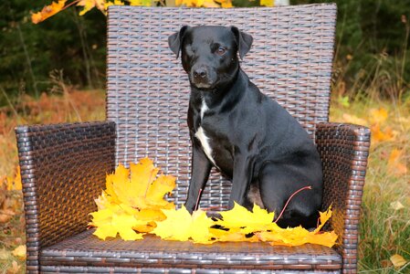 Black pet autumn