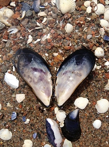 Shell clam snails photo
