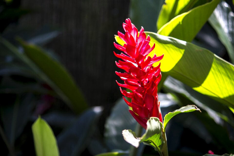 Beauty garden spring