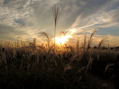 Autumn sky glow reed
