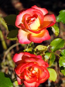 Garden nature orange blossom photo