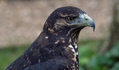 Black-chested buzzard-eagle geranoaetus photo