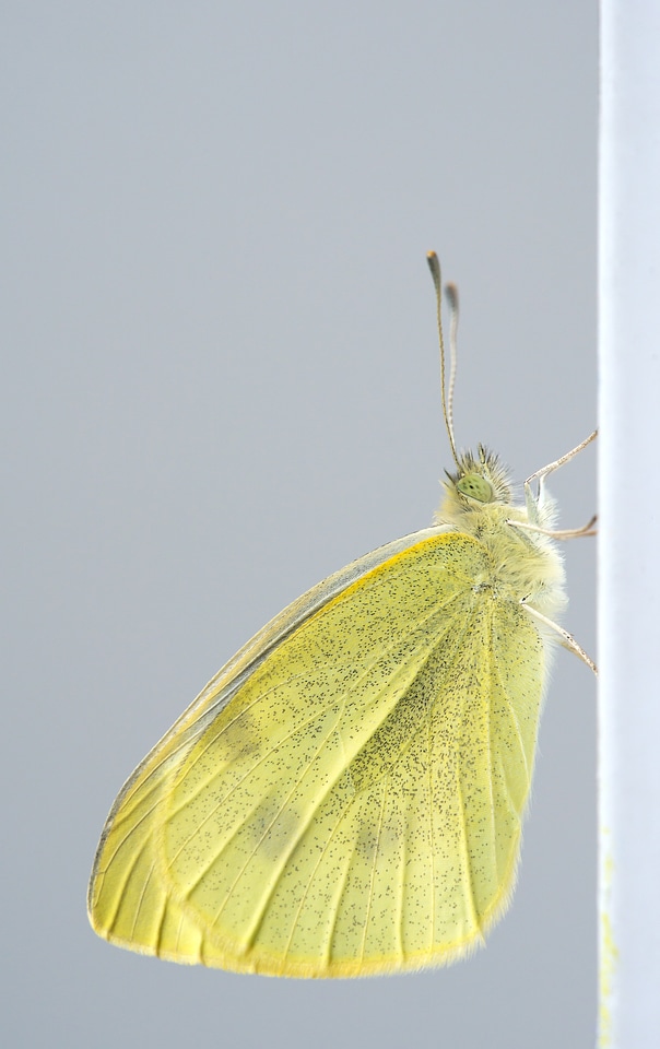 Macro butterflies nature