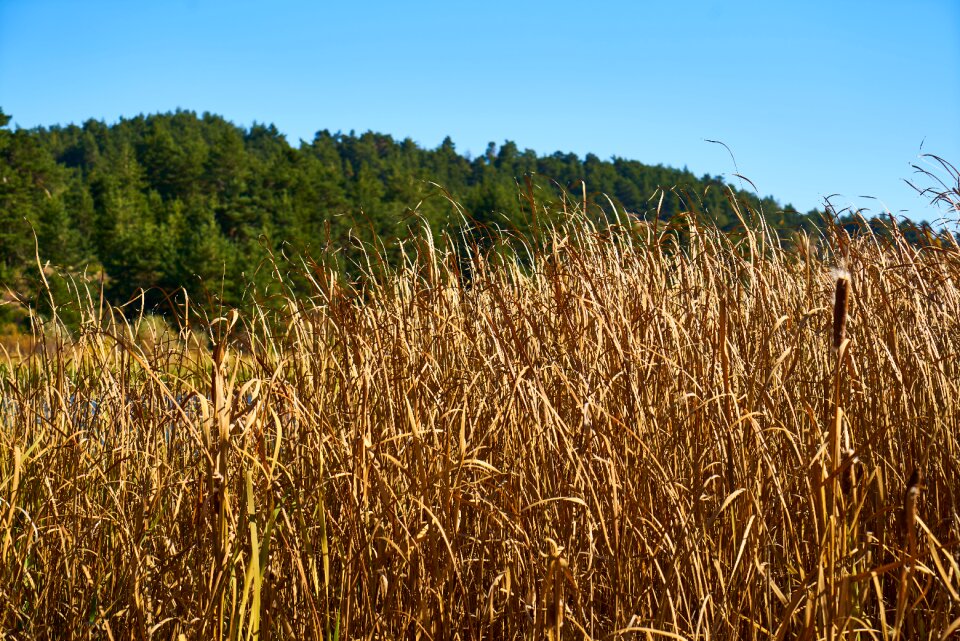 Nature mountain landscape