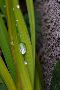Green plant