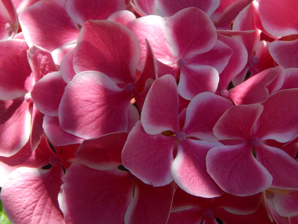 Flower nature garden