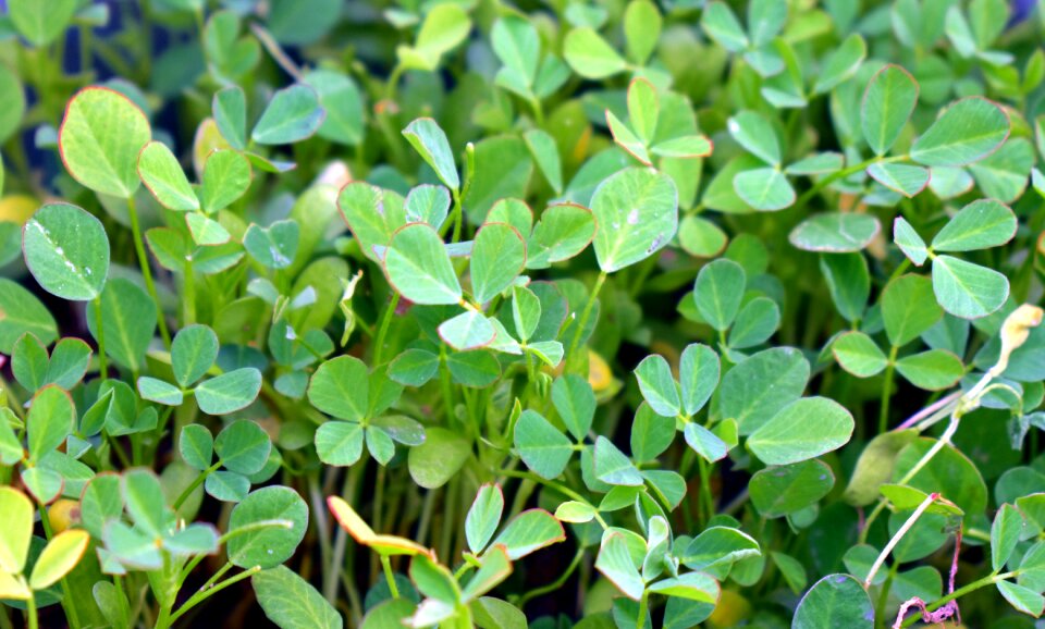 Green leaves plant
