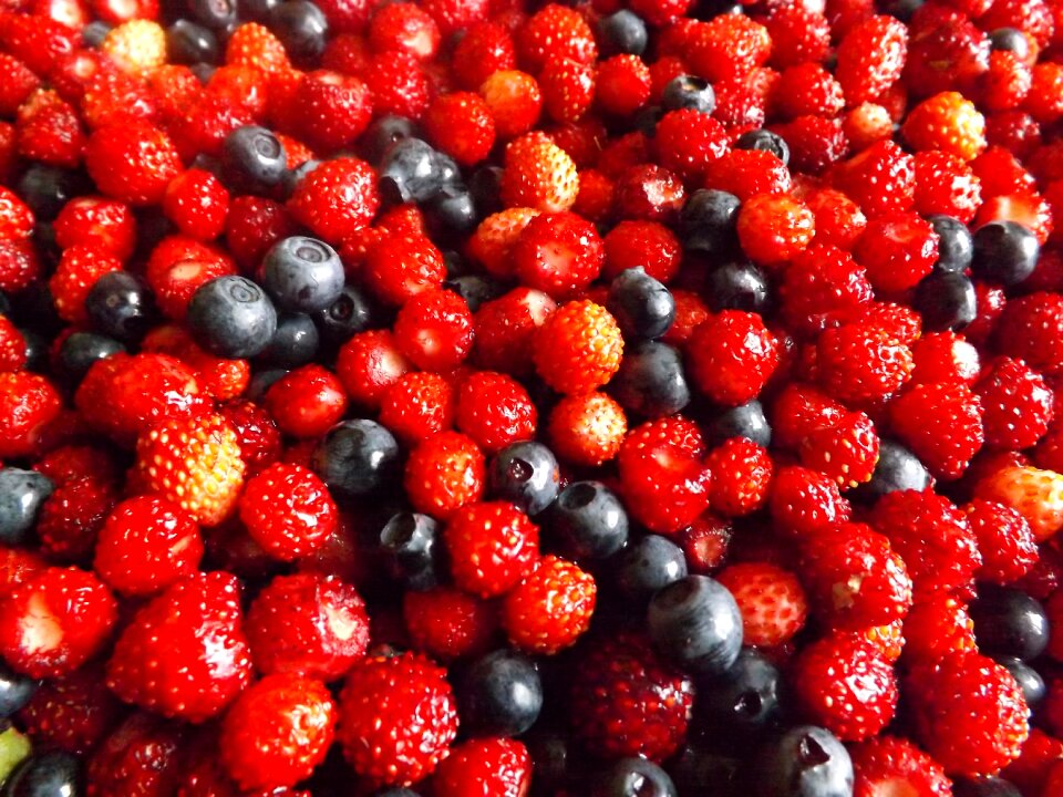 Harvest closeup forest berries