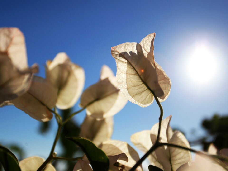 Flowers plant life