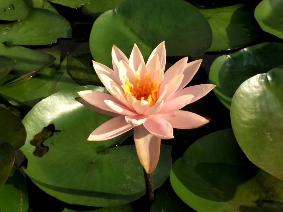Lotus flowers flower
