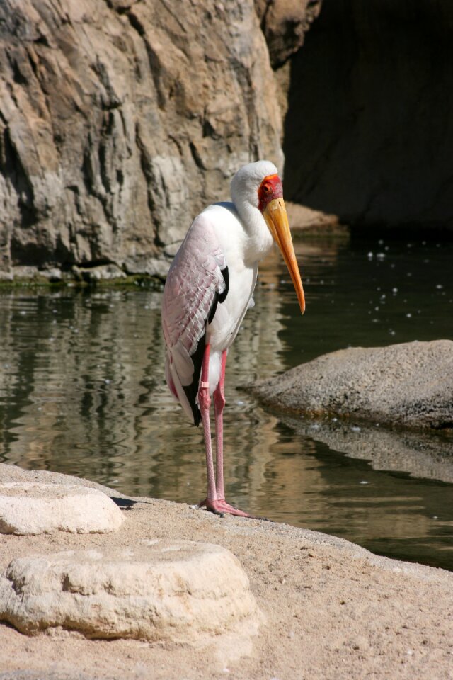 Valencia bioparc wings