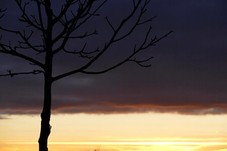 Sky tree dusk photo