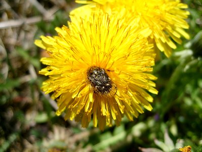 Plant spring insect photo