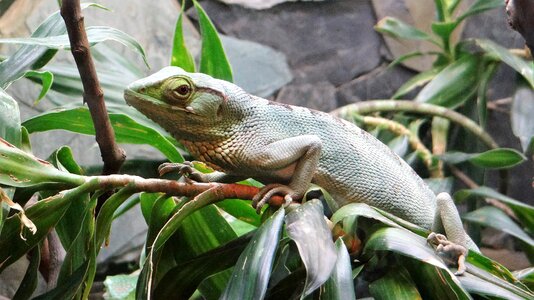 Photography nature fauna