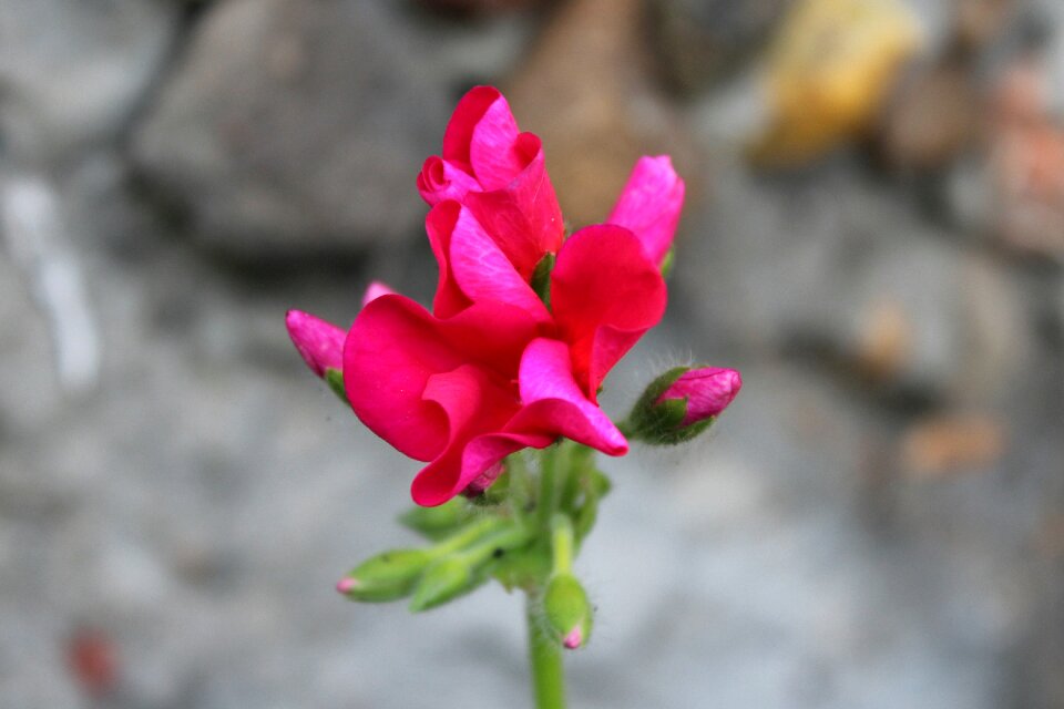 Flowering plant nature