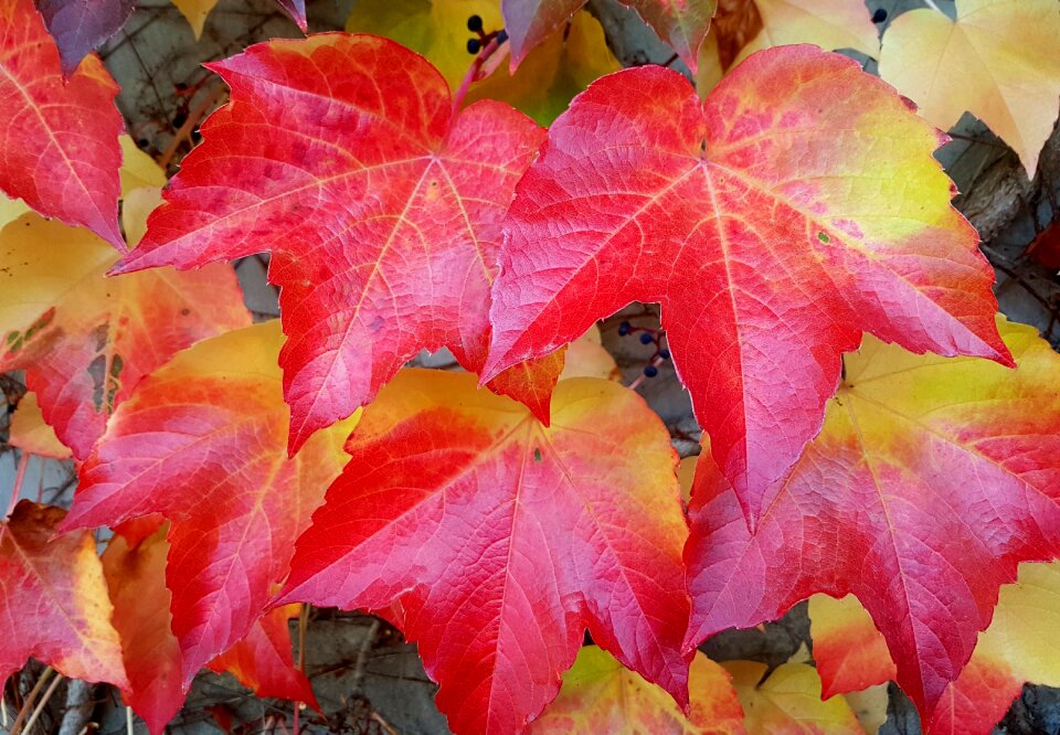 Leaves autumn colours emerge