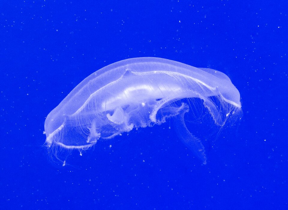 Marine ocean sea