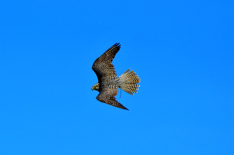Falkner raptors bird