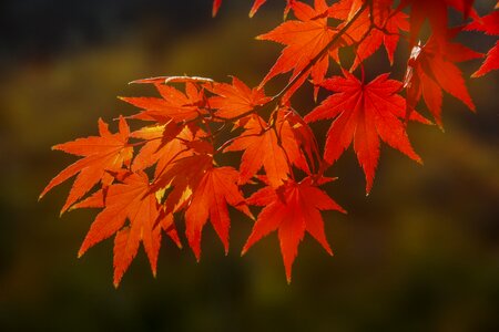 Autumn leaves autumn leaves photo