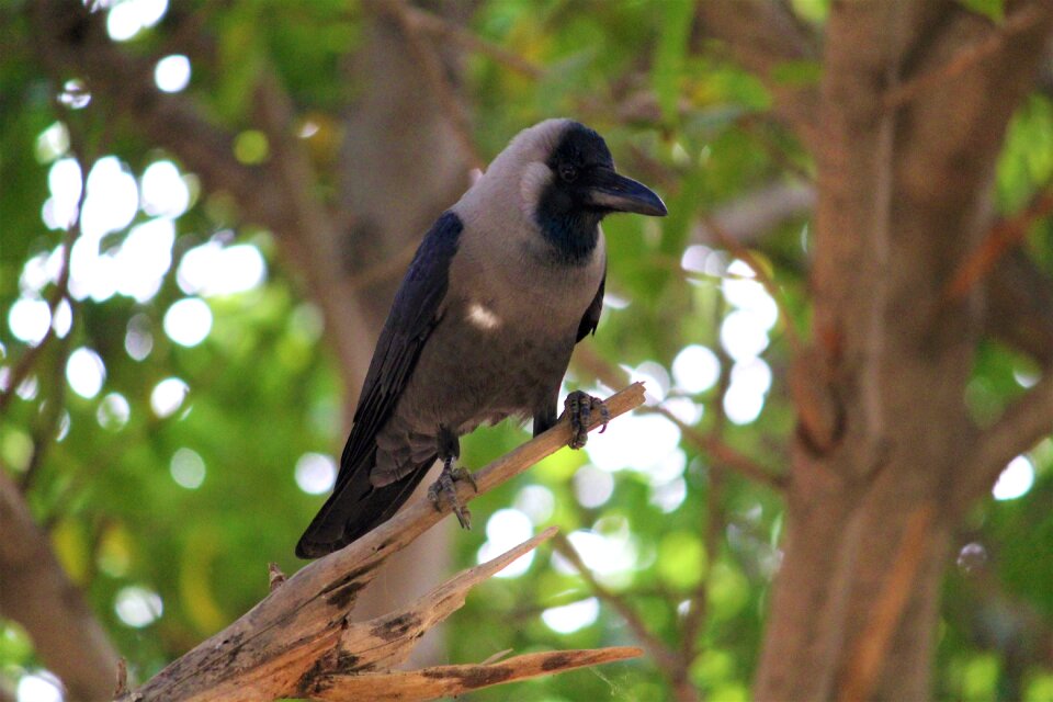 Black animal nature