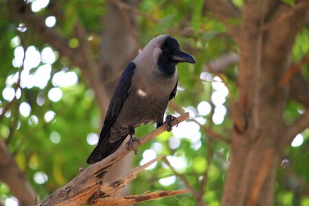 Black animal nature