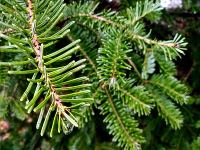 Nature spruce branch