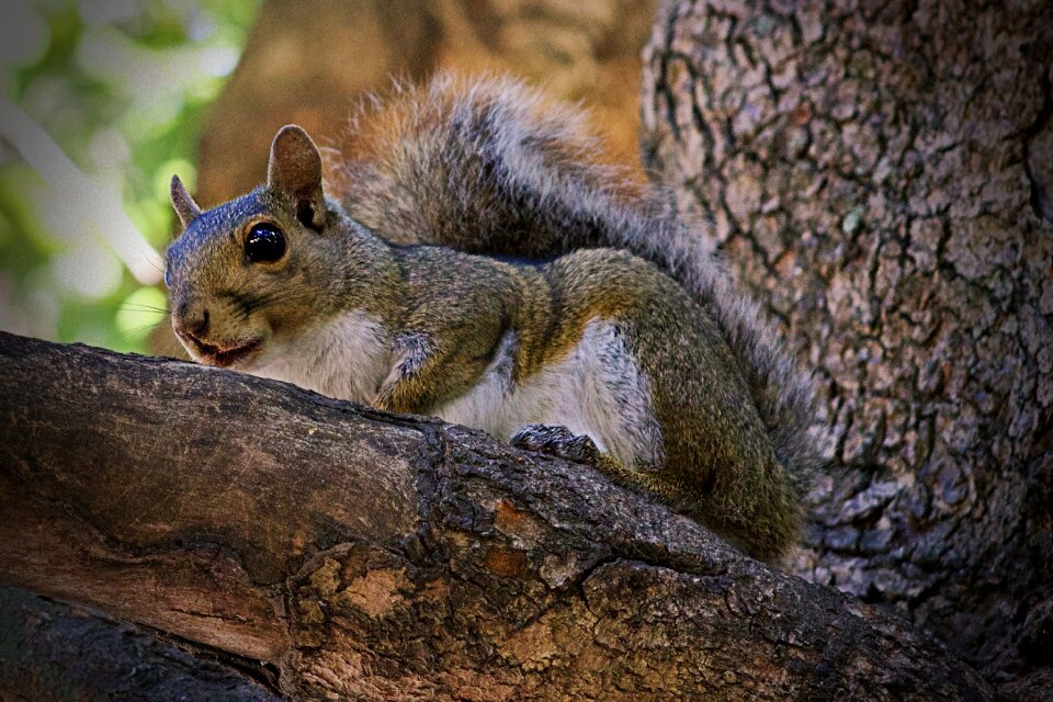 Animal tree