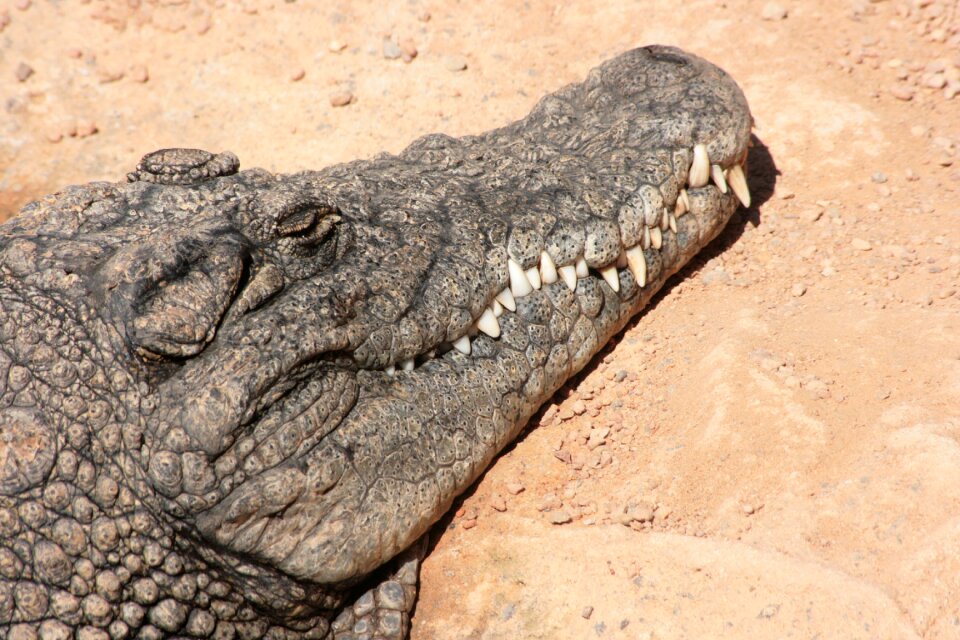 Fauna animals reptiles