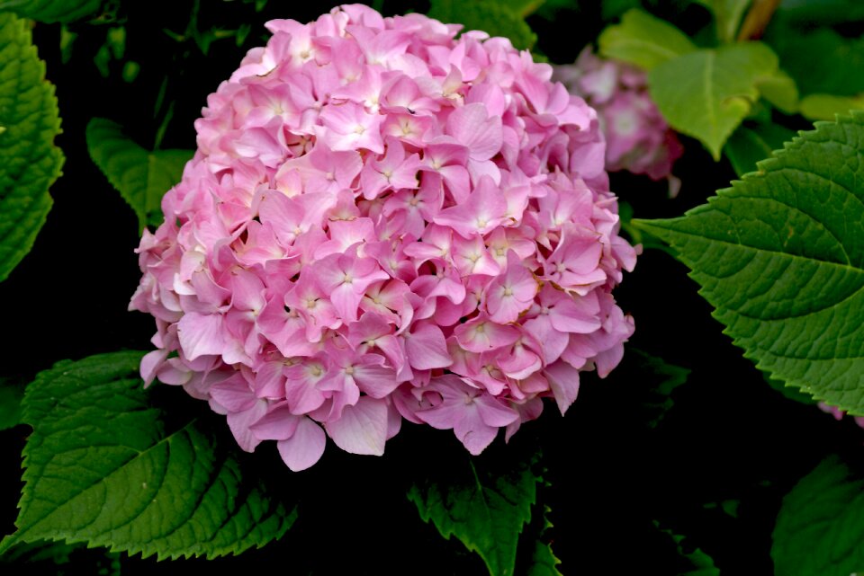 Summer plant nature