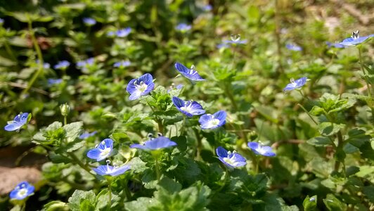 Flower spring beautiful