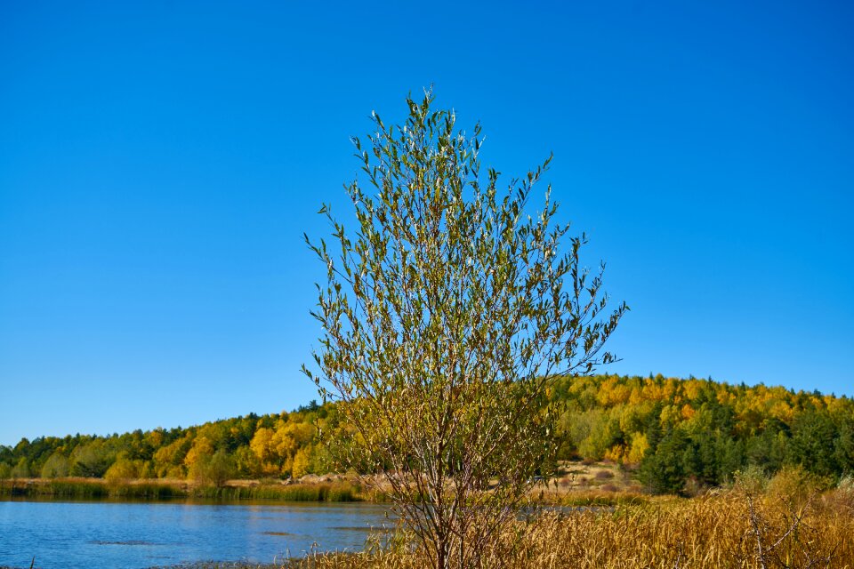 Park trees plant photo