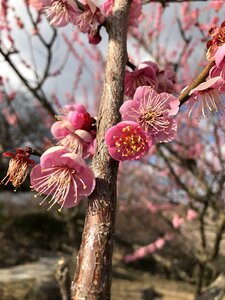 Plum winter flowers
