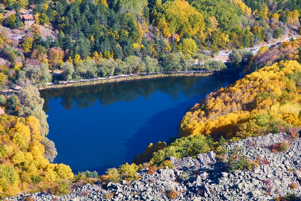 Autumn forest yellow
