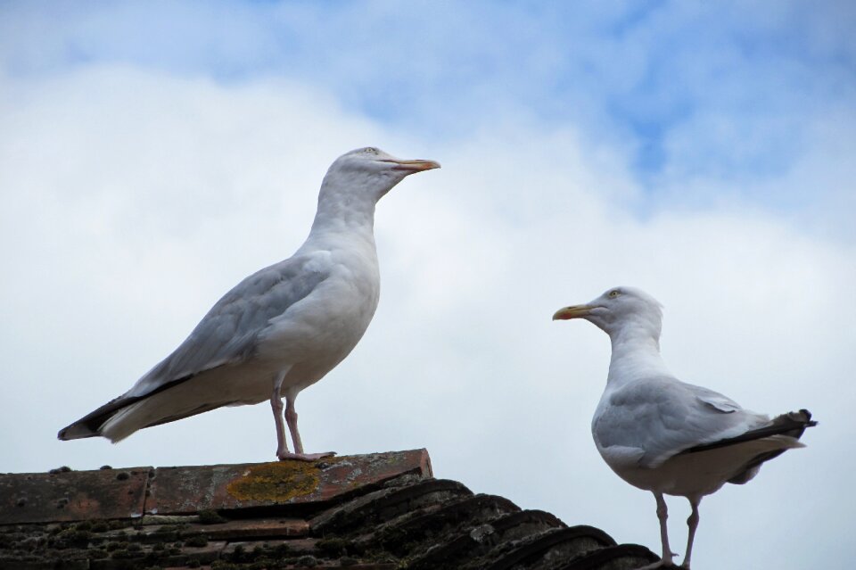 Birds sky