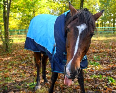 Language animal coat