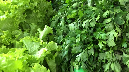 Parsley green culinary