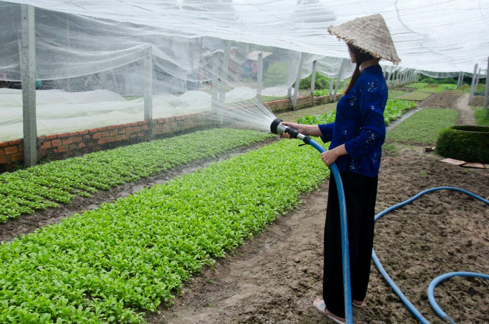 Vegetables plant reform