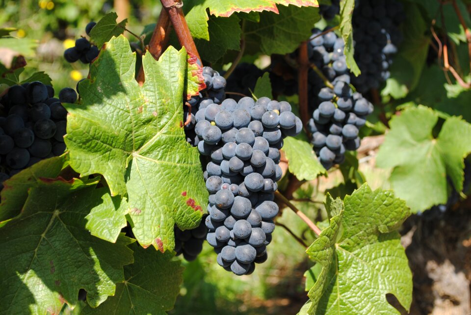 Vine grape vineyard