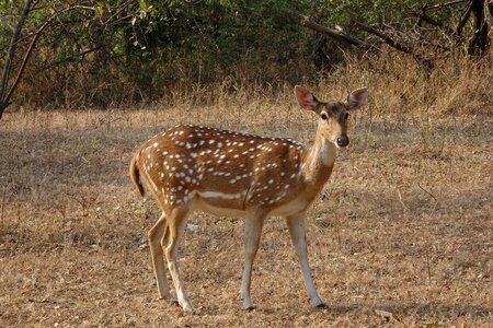 Female axis axis deer