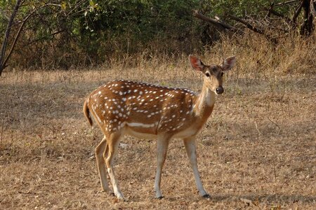 Female axis axis deer photo